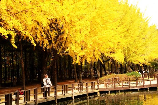 Đảo Nami mùa thu đẹp ma mị, mê đắm du khách-2