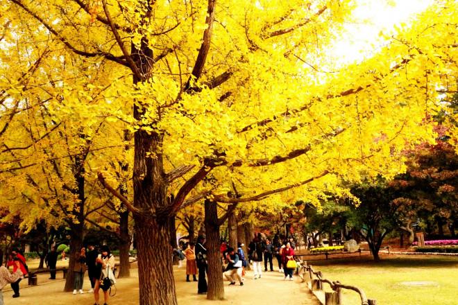 Đảo Nami mùa thu đẹp ma mị, mê đắm du khách-3