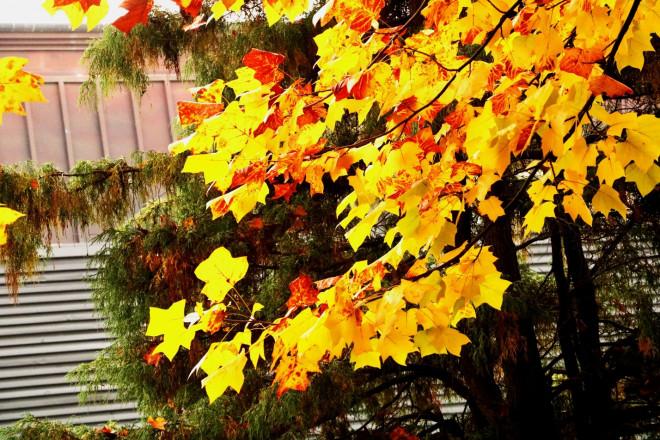 Đảo Nami mùa thu đẹp ma mị, mê đắm du khách-4