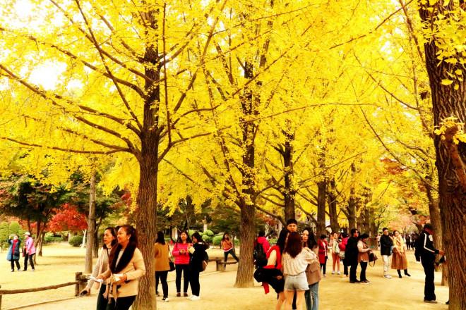 Đảo Nami mùa thu đẹp ma mị, mê đắm du khách-6