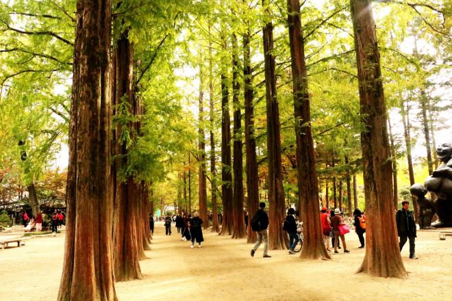 Đảo Nami mùa thu đẹp ma mị, mê đắm du khách-7