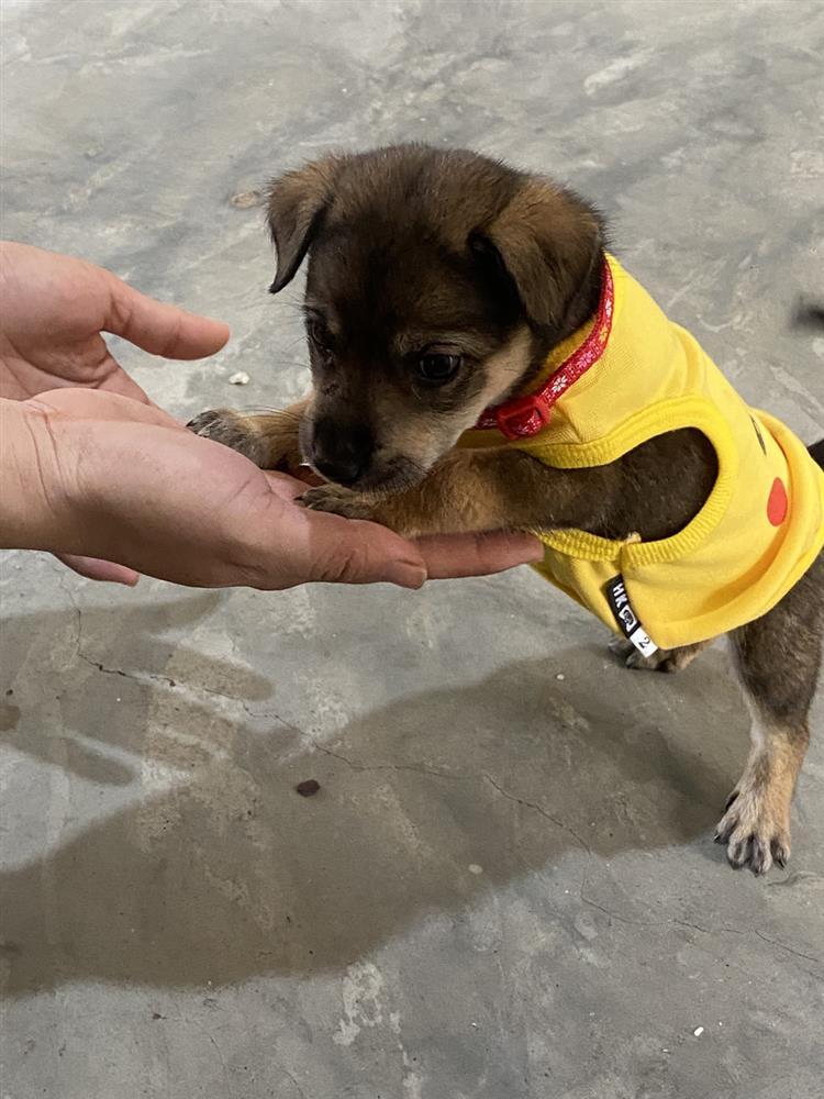 15 con chó bị tiêu hủy: Diễn biến bất ngờ từ 1 con sống sót-2