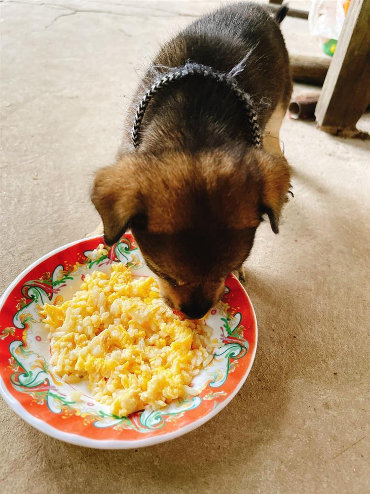 15 con chó bị tiêu hủy: Diễn biến bất ngờ từ 1 con sống sót-3