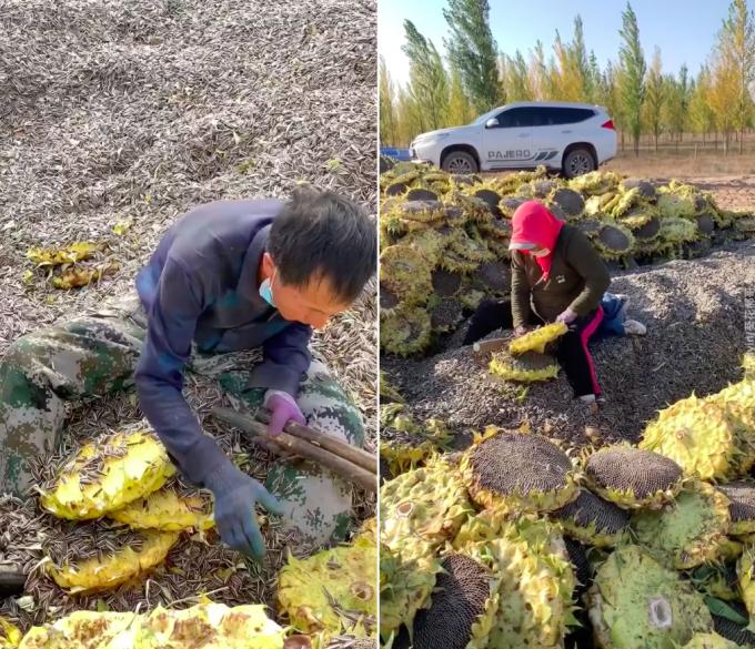 Kiểu thu hoạch hướng dương mất vệ sinh ở Nội Mông-1