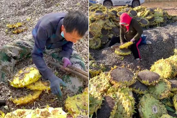 Kiểu thu hoạch hướng dương 'mất vệ sinh' ở Nội Mông