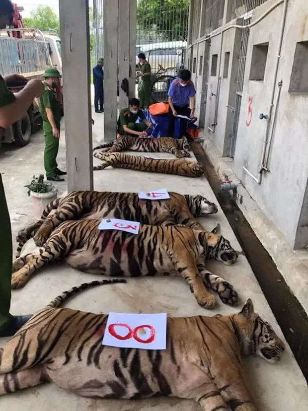 Thông tin mới về vụ 17 con hổ lớn nuôi nhốt trong khu dân cư-2