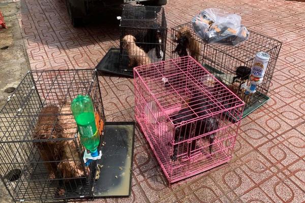 12 con chó của F0 ở Đồng Nai được cán bộ phường chăm sóc giúp-1