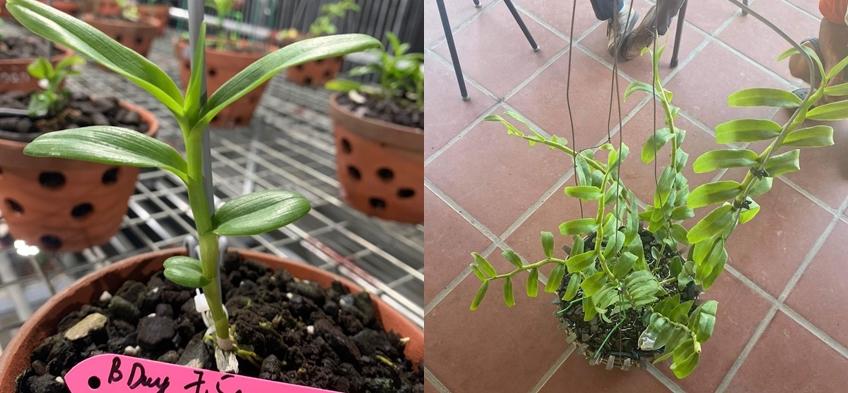 Thương vụ đặc biệt: Đổi siêu xe 21 tỷ lấy 2 cây lan đột biến-2