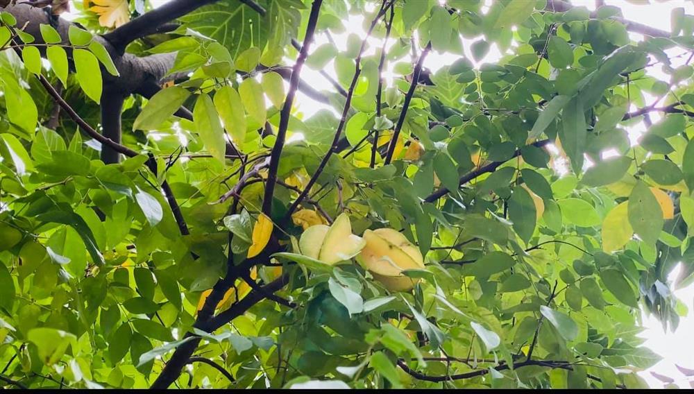 Vy Oanh khoe cận cảnh biệt thự ngập sắc hoa chồng tặng-18