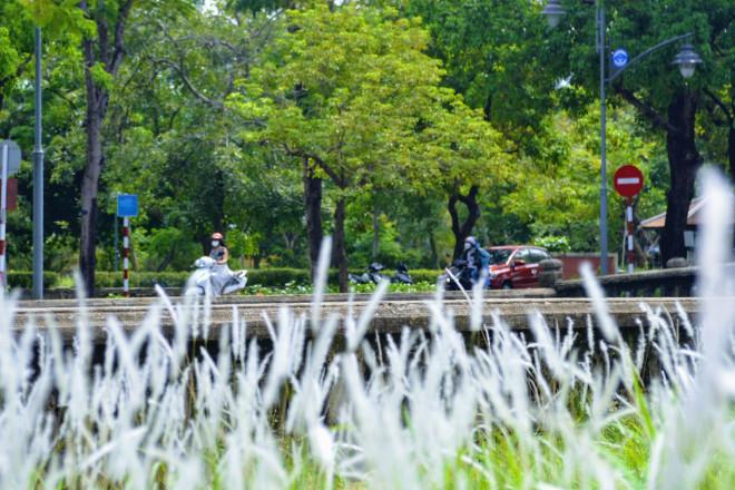 Thảm cỏ tranh đẹp ngẩn ngơ bên Hoàng thành Huế-4