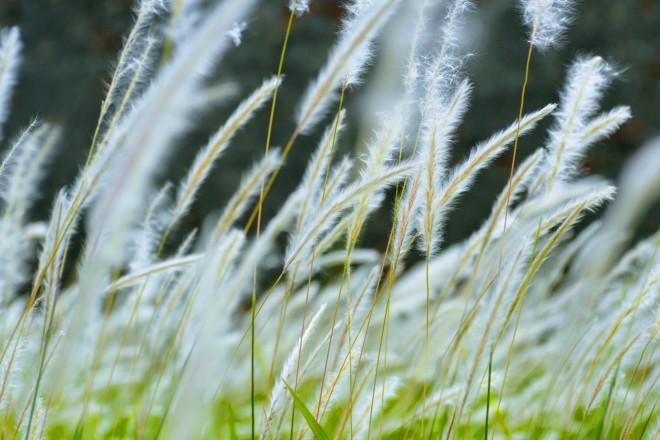 Thảm cỏ tranh đẹp ngẩn ngơ bên Hoàng thành Huế-7