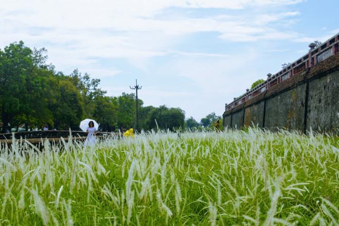 Thảm cỏ tranh đẹp ngẩn ngơ bên Hoàng thành Huế-8