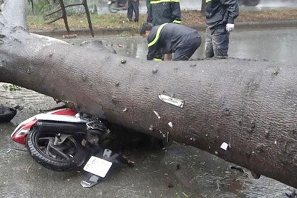 Con chết, mẹ gãy chân vì bị cây xanh bật gốc đè trúng-1