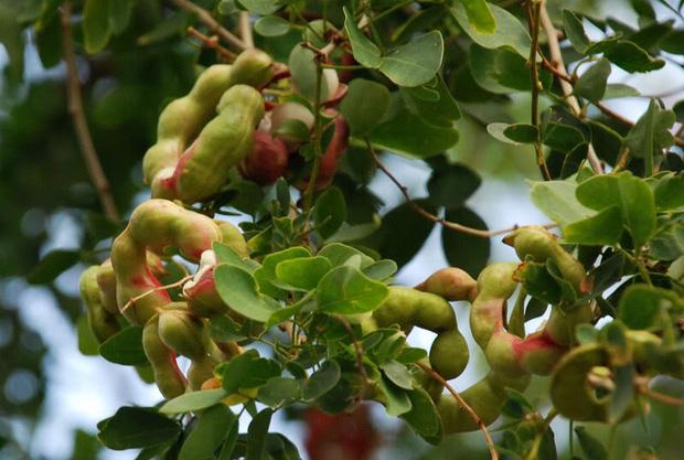 Loại quả lạ được chào mua cả trăm ngàn 1 ký vẫn không bán-2