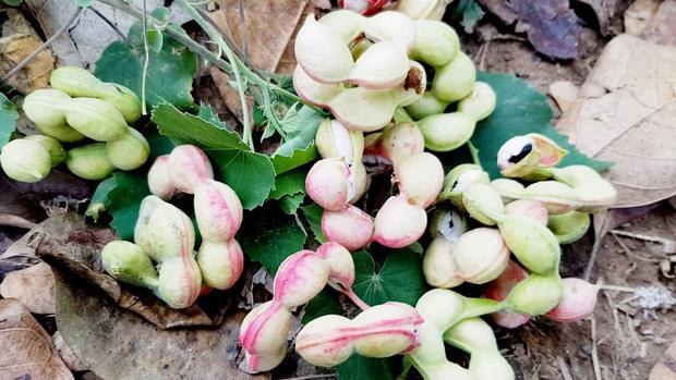 Loại quả lạ được chào mua cả trăm ngàn 1 ký vẫn không bán-3