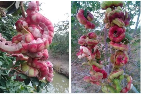 Loại quả lạ được chào mua cả trăm ngàn 1 ký vẫn không bán-4