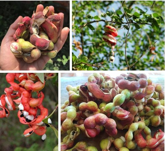 Loại quả lạ được chào mua cả trăm ngàn 1 ký vẫn không bán-5