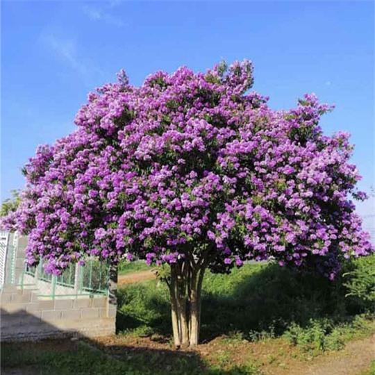 6 loại cây bóng mát, ít rụng lá thích hợp trồng trước nhà-2