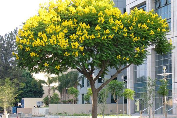 6 cây cảnh đẹp, dễ trồng còn mang ý nghĩa tốt lành, hút tài lộc-8