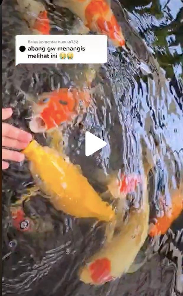 Con cá 7 tỷ bị vợ quăng vào chảo vì chồng lười biếng-4