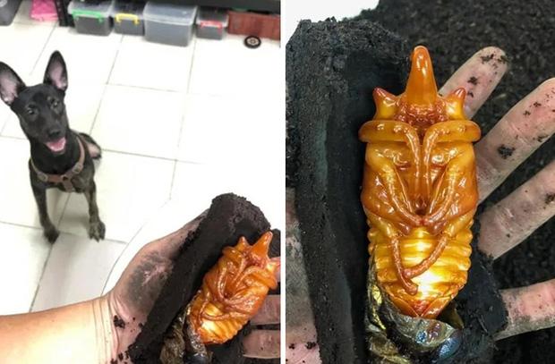 Các pha mắc dại của boss khiến con sen sợ rớt nguyên tim-2