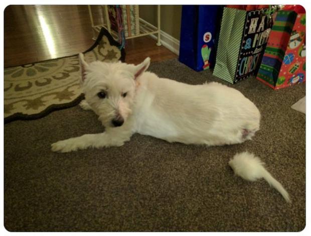 Các pha mắc dại của boss khiến con sen sợ rớt nguyên tim-3