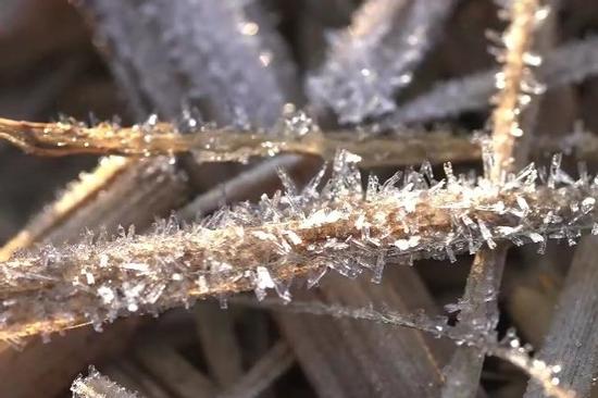 Hoa băng hiếm gặp ở Nhật Bản