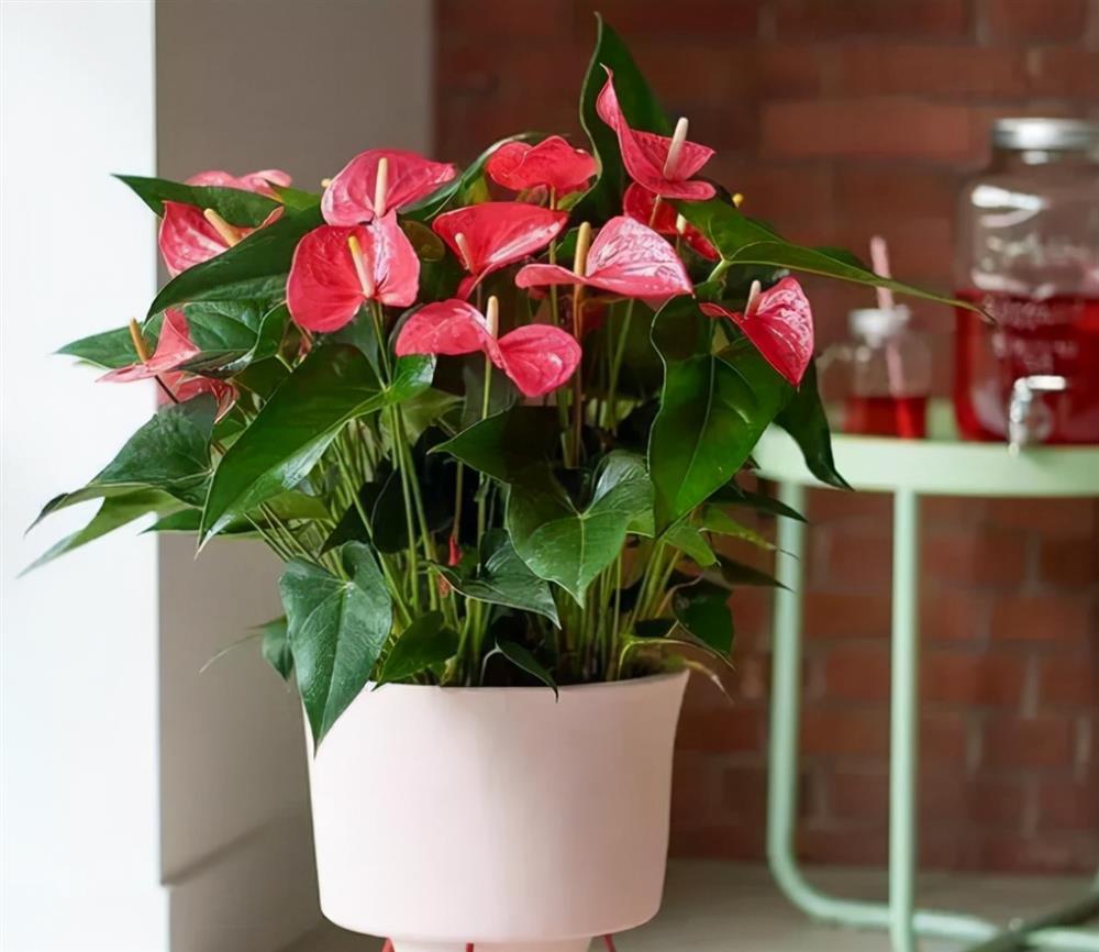 6 cây cảnh đẹp, dễ trồng còn mang ý nghĩa tốt lành, hút tài lộc-1