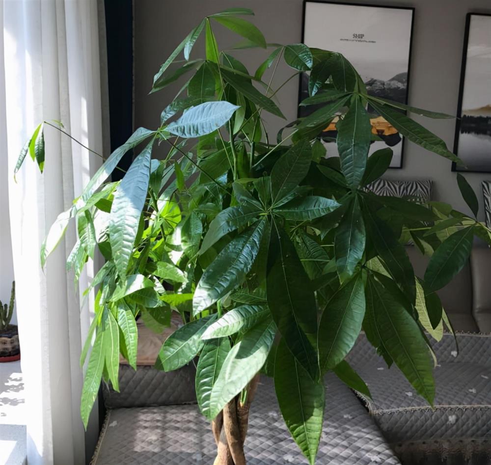 6 cây cảnh đẹp, dễ trồng còn mang ý nghĩa tốt lành, hút tài lộc-2