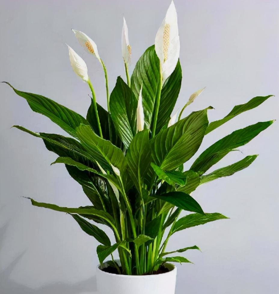 6 cây cảnh đẹp, dễ trồng còn mang ý nghĩa tốt lành, hút tài lộc-4