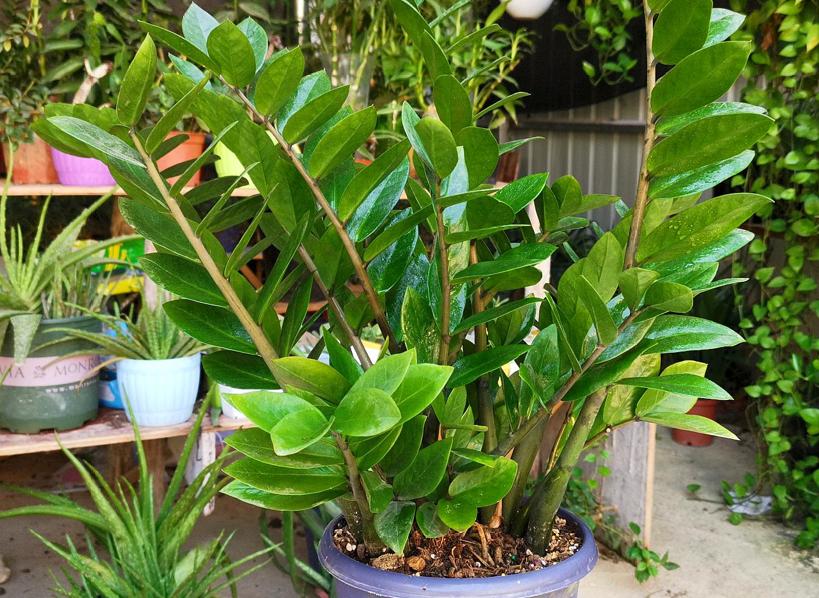 6 cây cảnh đẹp, dễ trồng còn mang ý nghĩa tốt lành, hút tài lộc-5