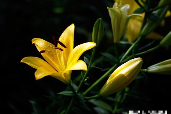 Từ Rằm tháng 9 âm lịch, 3 con giáp thăng hoa cả tình lẫn tiền-2