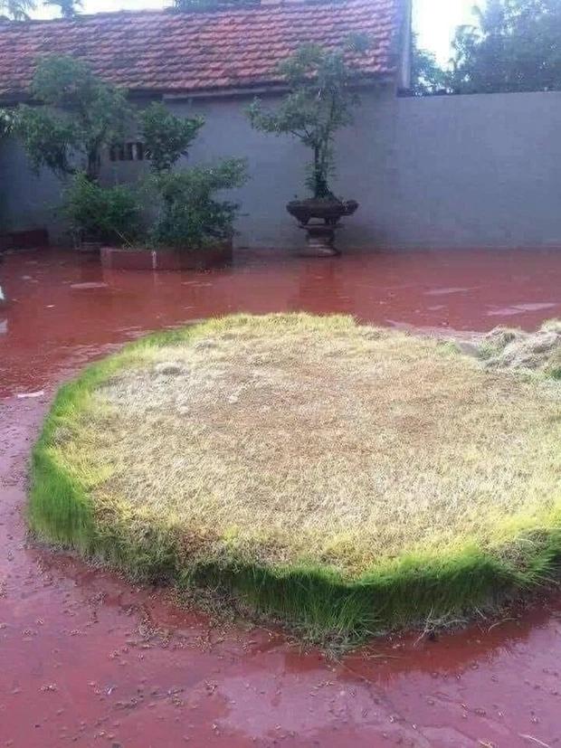 Vừa phơi thóc thì mưa, cái kết sau 3 ngày khiến gia chủ ngã ngửa-2