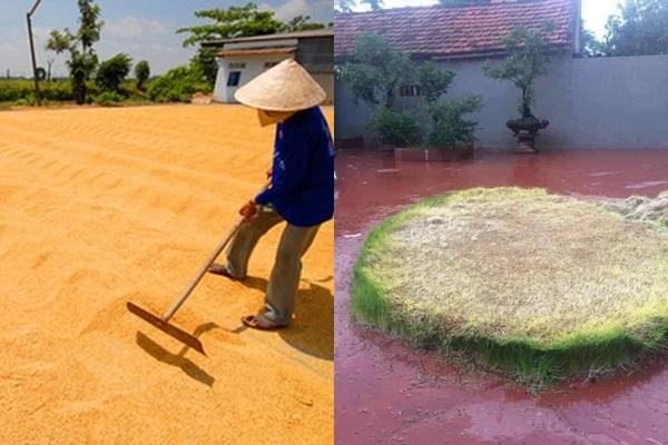 Đi mua gà luộc, anh chàng mém xỉu khi nhìn tư thế con gà-2