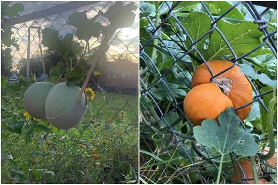 Hóa ra rau củ trong vườn cũng biết 'làm trò', xem mà cạn lời