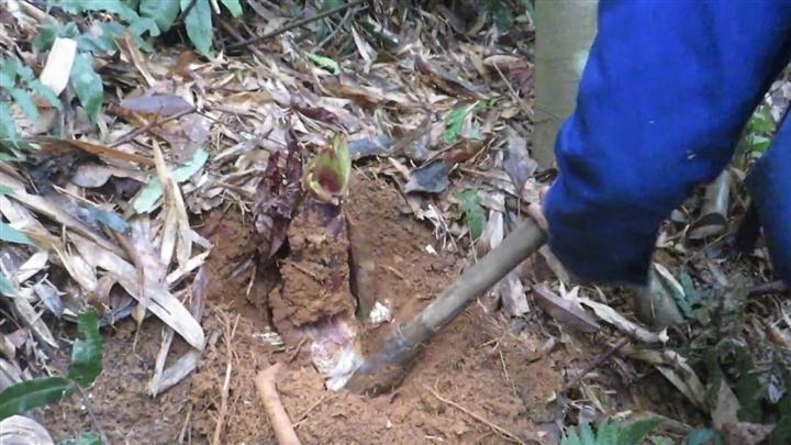 Món ngon Lạng Sơn măng vầu xào thịt lợn hun khói-2