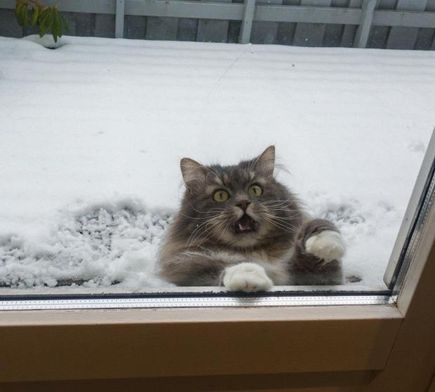 Con sen phát mệt vì boss vụng về mà vẫn cố gắng tỏ ra ngầu đét-3