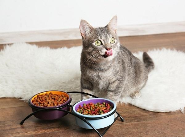 Lý do 12 con giáp không muốn nấu ăn dù rảnh rỗi-2