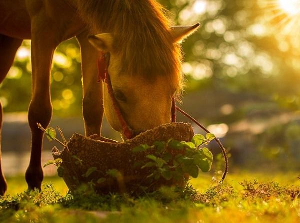 Lý do 12 con giáp không muốn nấu ăn dù rảnh rỗi-3