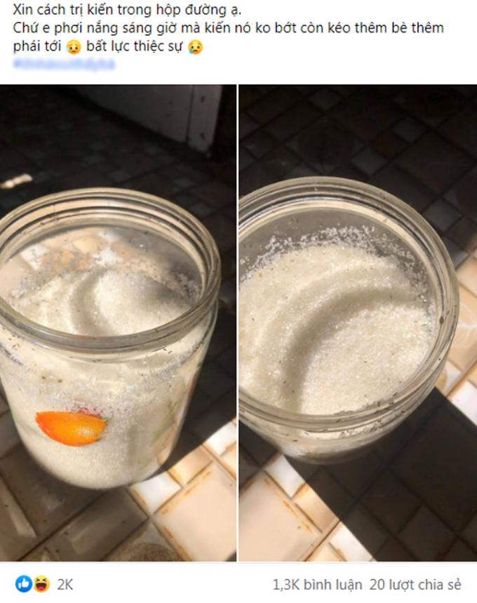 Lên mạng xin cách đuổi kiến vào hộp đường, càng đọc càng rối não-1