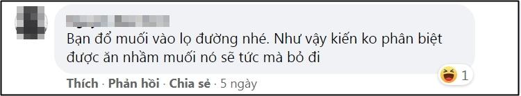 Lên mạng xin cách đuổi kiến vào hộp đường, càng đọc càng rối não-5