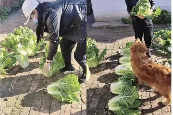 Vườn cải thảo mọc trên nền gạch, vừa kinh ngạc vừa có vẻ làm màu-1