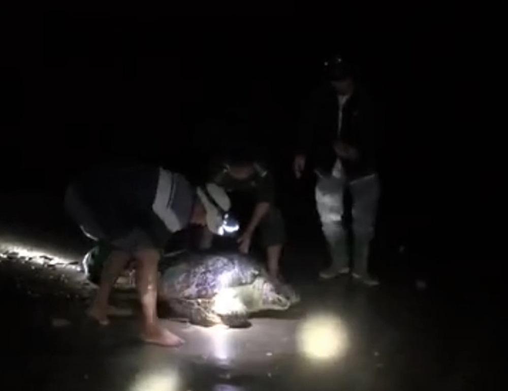 Rùa biển quý hiếm nặng 120 kg mắc lưới ngư dân Quảng Bình-1