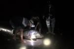 Cá thể rùa 93kg chết ở hồ Đồng Mô có thuộc nhóm cực hiếm rùa Hoàn Kiếm?-3