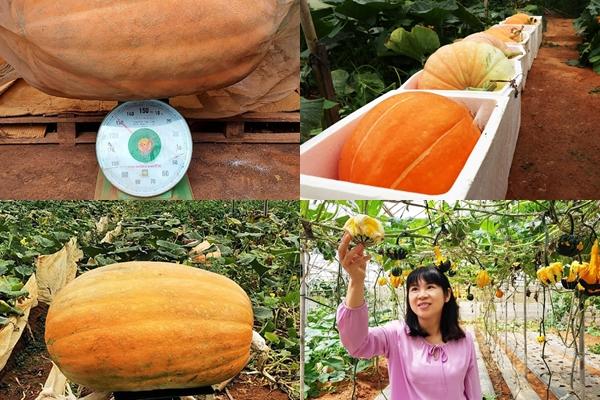 Ngây ngất với mùa cỏ hồng tháng 11 ở Đà Lạt-11