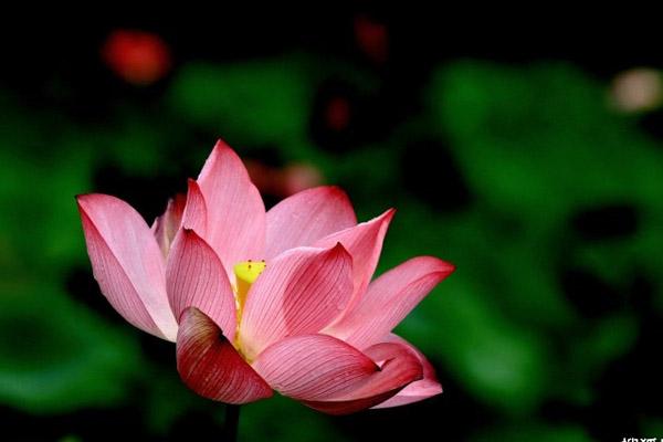 6 ngày sinh Âm lịch tốt lành, mang nhiều phúc phận-2