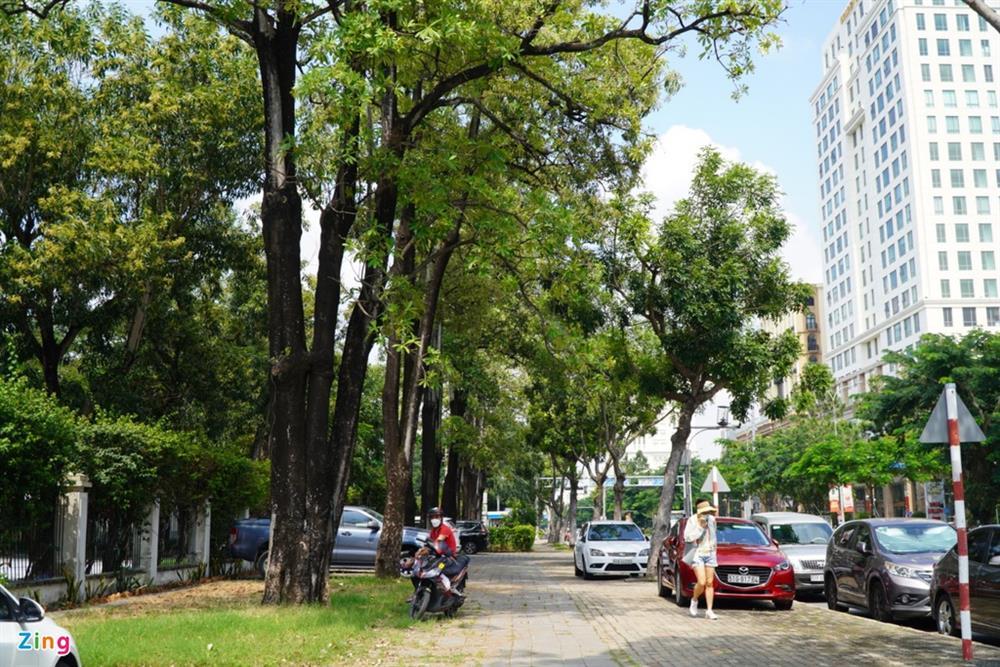 Mùa hoa sữa ở TP.HCM: Mùi hương người yêu thích, người khó chịu-2