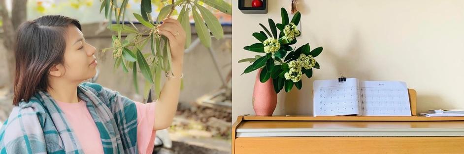 Mùa hoa sữa ở TP.HCM: Mùi hương người yêu thích, người khó chịu-3