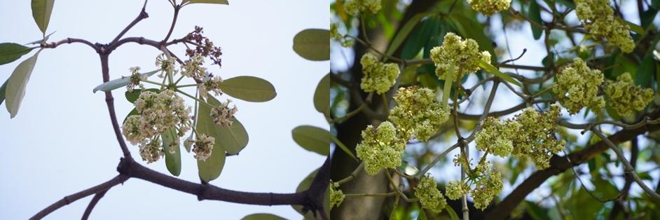 Mùa hoa sữa ở TP.HCM: Mùi hương người yêu thích, người khó chịu-4