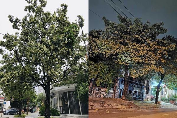 Khách TPHCM mê mùi hoa sữa, thích thú mặc áo len dạo phố Hà Nội-3